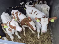 Cattle (batch, sex not specified), Simmental cattle — photo 1
