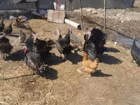 Turkeys — Foto 2