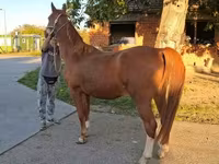 At, Kisber felver — foto 2