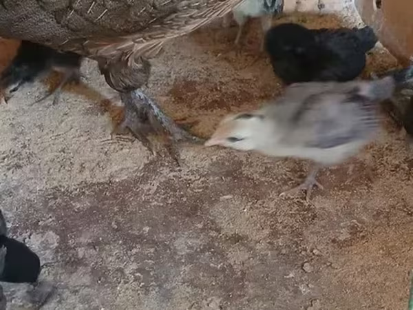 فينيكس