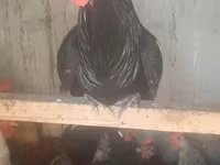 Australorp — photo 3