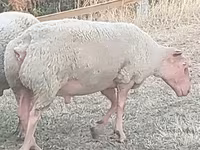 Ram, Rouge de l’Ouest sheep — photo 1