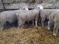 Baran, Ile-de-France sheep — zdjęcie 6