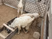 Sheep (batch, sex not specified), Sheep — photo 3