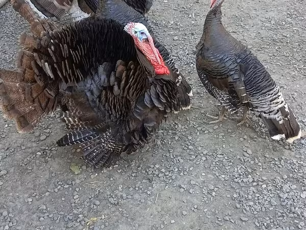 Turkeys — Azerbaijan