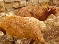 Qoç, Qoyunlar — foto 3