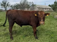 Buğa, Aberdin – Angus — foto 1