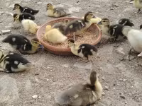 Ducks — 照片 2