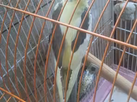 Məhsul: Nimfa (Cockatiel) cütü və qəfəs dəsti Təsvir: - Şəkillərdə — foto 3