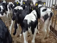 Bull, Holstein breed — photo 7