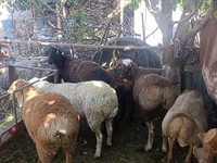 Ovce, Rhon sheep — foto 1