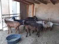 मेढ़ा, भेड़ — फ़ोटो 3