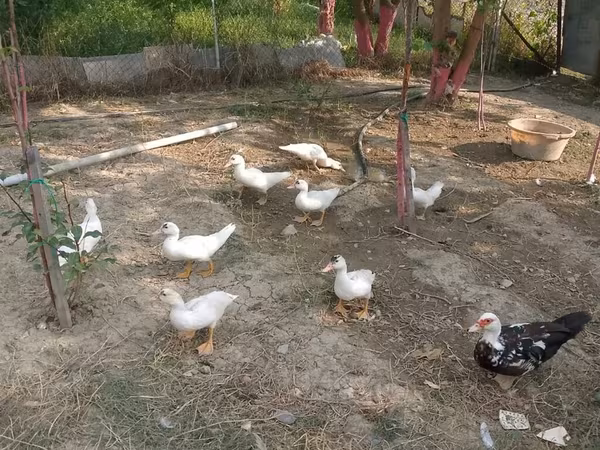 Ducks