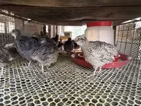 Quails — foto 3
