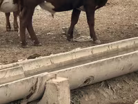 Buğa, Herefod — foto 2