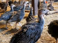 Guinea fowl — photo 3