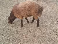 Sheep (batch, sex not specified), Sheep — photo 4