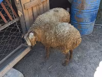 Sheep (batch, sex not specified), Sheep — photo 6
