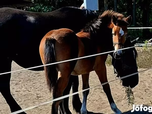 فرس, Haflinger
