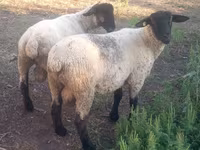 Qoç, White Suffolk sheep — foto 2