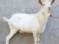 Billy Goat, Dutch Landrace goats — photo 4