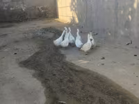 Geese — foto 3