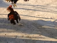 Chickens — फ़ोटो 6