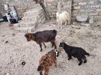 Goat, Goats — photo 3