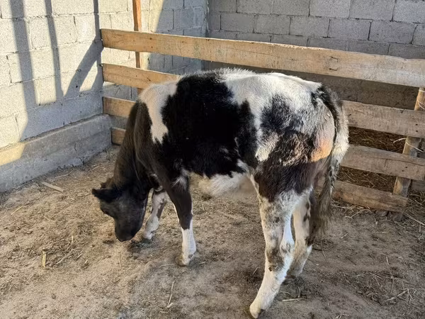 Cow, Belgian Blue
