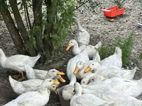 Alman Pekin — foto 1