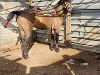 At, Kazakh horse — foto 4