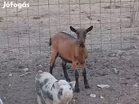Koza, Alpine goat — foto 2