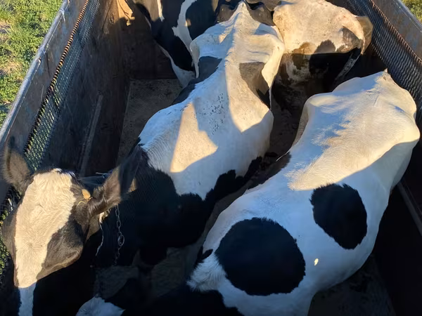 Býk, Russian Black pied cattle
