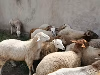 Sheep (batch, sex not specified), Sheep — photo 2