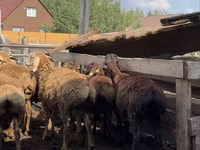 Qoç, Arashan sheep — foto 6