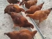 Rod-Aylend Qırmızı — foto 2