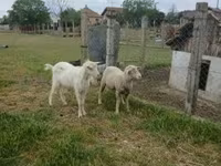 公羊, Merino sheep — 照片 3