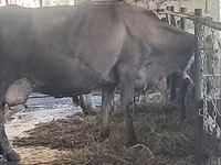 İnək, Swiss cattle — foto 7