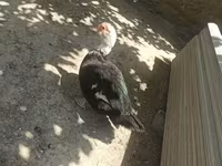 Ducks — photo 2