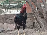 Chickens — الصورة 8