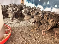 King Quail — photo 1