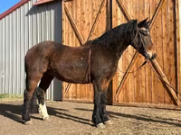 At, Mustang — foto 1