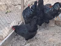 Australorp — Foto 3