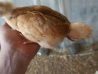 Chickens — foto 2