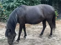 Égua, Hucul pony — foto 6