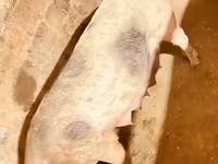 خنزيرة, الخنازير — الصورة 2