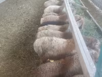 Oveja, Ovejas — foto 3