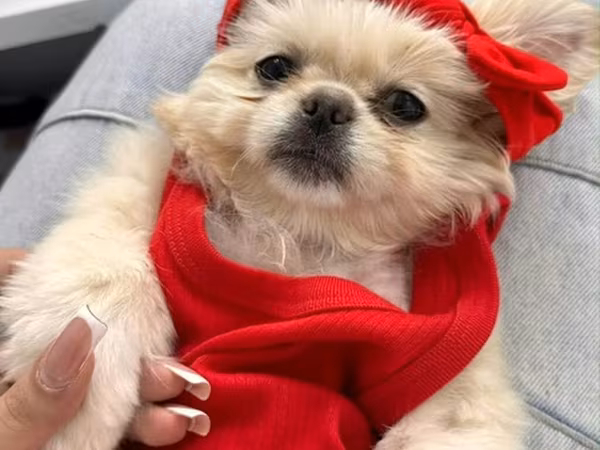 Reyal alıyıcıya endirim olunacaq Golden Pekinisdi üstündə daşıma