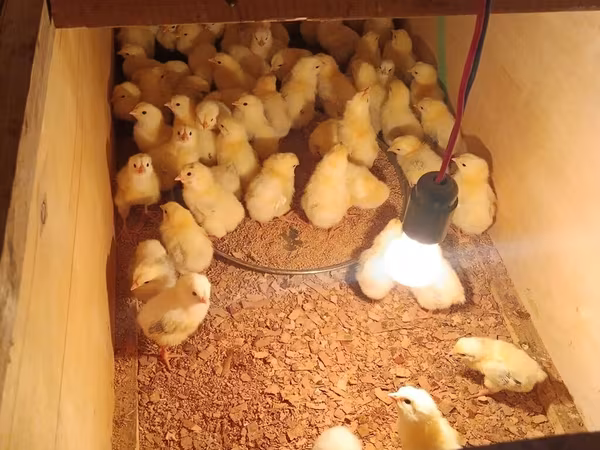 Chickens — Azerbaijan