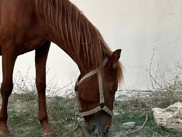 At, Karabakh horse